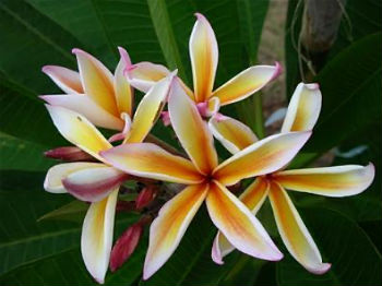 (image for) Jeranan Plumeria Seeds (6 Seeds) - Click Image to Close